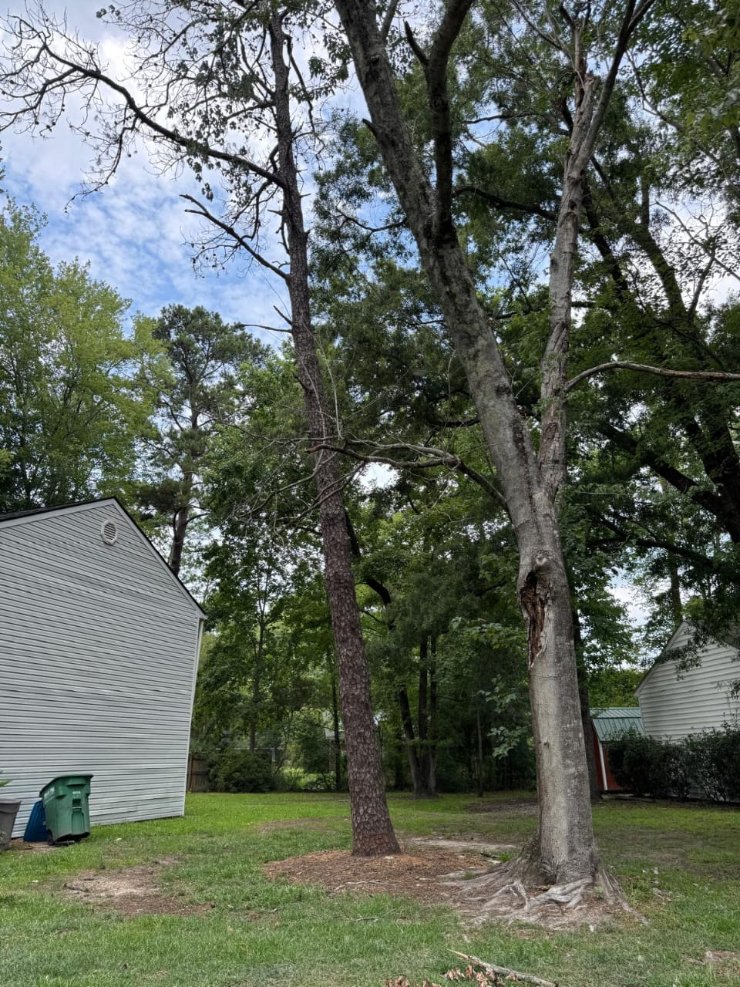 Lion Tree Service and Landscaping LLC project photo 43